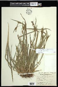 Carex flaccosperma image