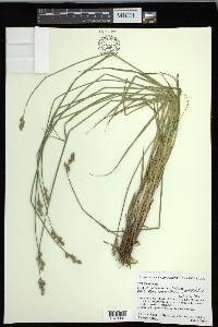 Carex festucacea image