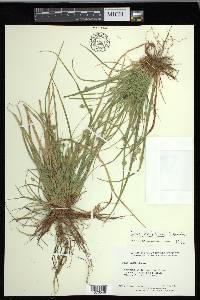 Carex floridana image