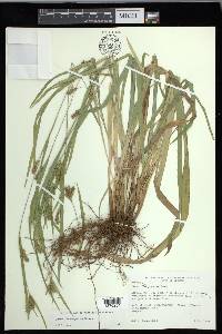 Carex flaccosperma image