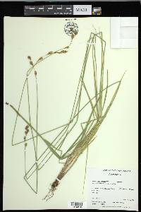 Carex foenea image