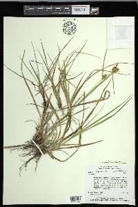 Carex flava image