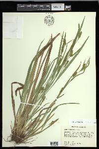 Carex flaccosperma image