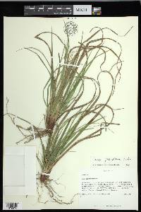 Carex floridana image