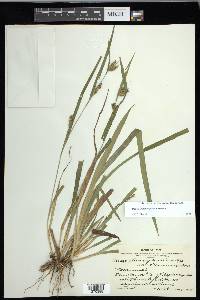 Carex flaccosperma image
