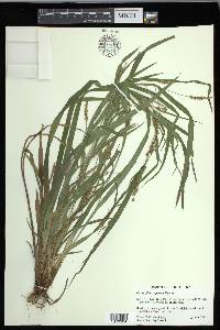 Carex flaccosperma image