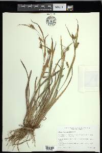Carex flaccosperma image