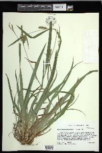 Carex flaccosperma image