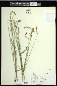 Carex foenea image