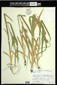 Carex folliculata image