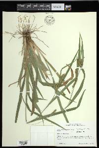 Carex flaccosperma image