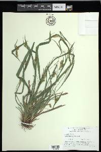 Carex flaccosperma image