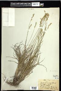 Carex festucacea image