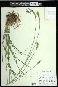 Carex fracta image