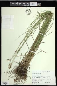 Carex festucacea image