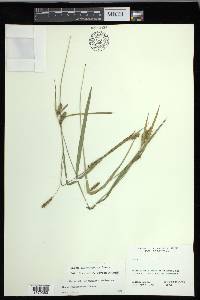Carex flaccosperma image