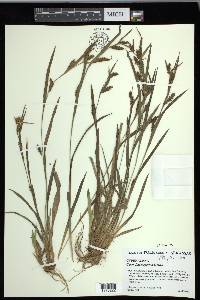 Carex flaccosperma image