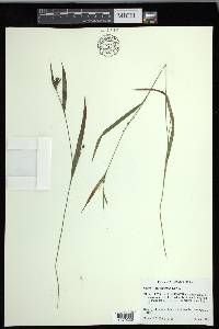 Carex flaccosperma image