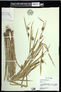 Carex flaccosperma image