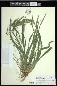 Carex flaccosperma image