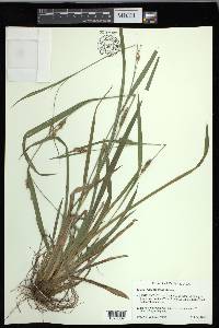 Carex flaccosperma image