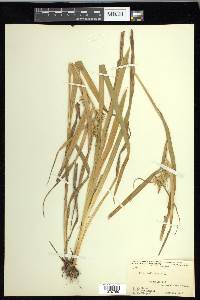 Carex folliculata image