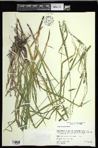 Carex formosa image