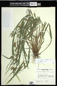 Carex flaccosperma image