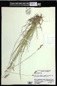 Carex foenea image