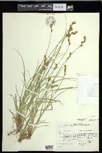 Carex foenea image