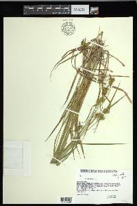 Carex flava image