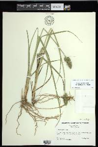 Carex fissa var. aristata image