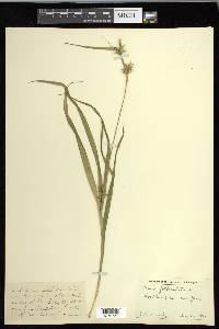 Carex folliculata image