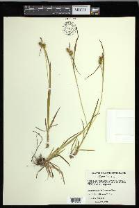 Carex flava image