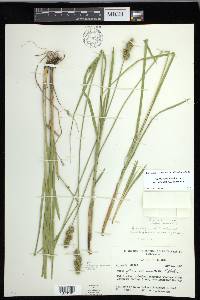 Carex fissa image