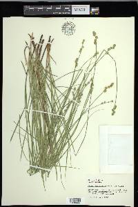 Carex festucacea image