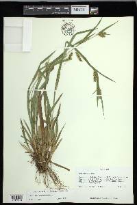 Carex flaccosperma image