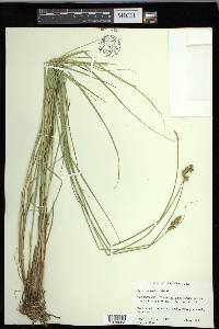 Carex festucacea image