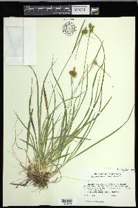 Carex flava image