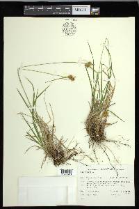 Carex flava image