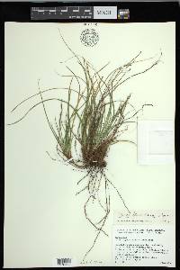 Carex floridana image