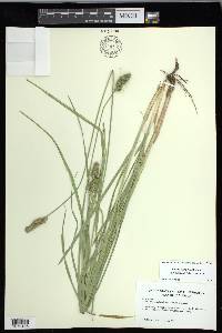 Carex fissa var. aristata image