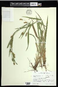 Carex flaccosperma image