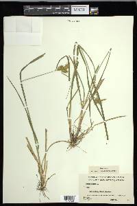 Carex flava image