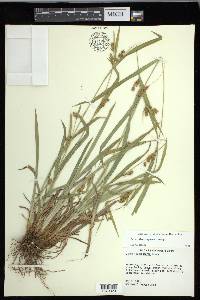 Carex flaccosperma image