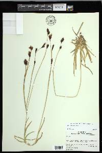 Carex fissuricola image