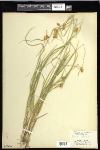 Carex flava image