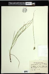 Carex festucacea image