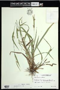 Carex flaccosperma image