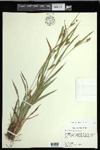 Carex flaccosperma image